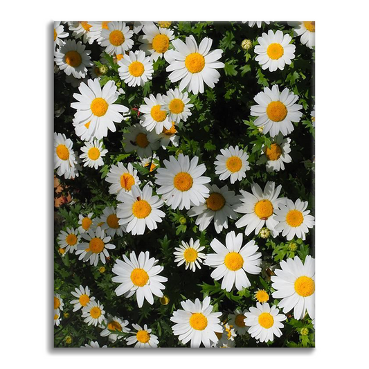 Daisy Cluster Nature Mural - Malování podle čísel